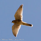 Kestrel; Cernícalo Real