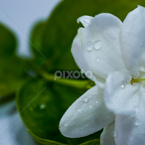 The Flower. by Shawalfitri Safar - Flowers Single Flower