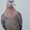 Speckled Pigeon