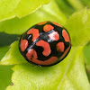 Lunate Ladybird