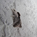 Tolype Moth