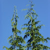Nootka Cypress