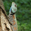 Blue-headed tree agama/Southern tree agama