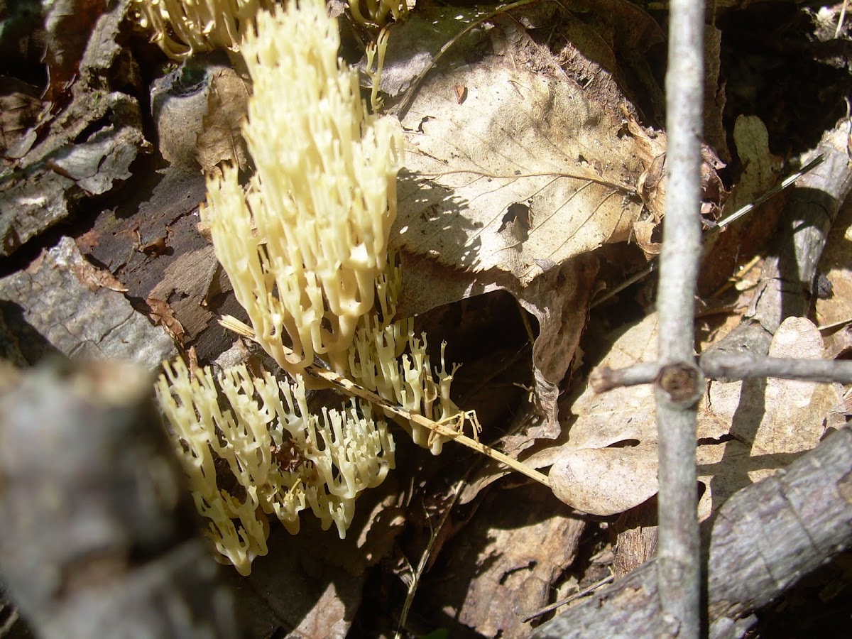 Crown-tipped Coral Fungus