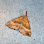 Snout Moth