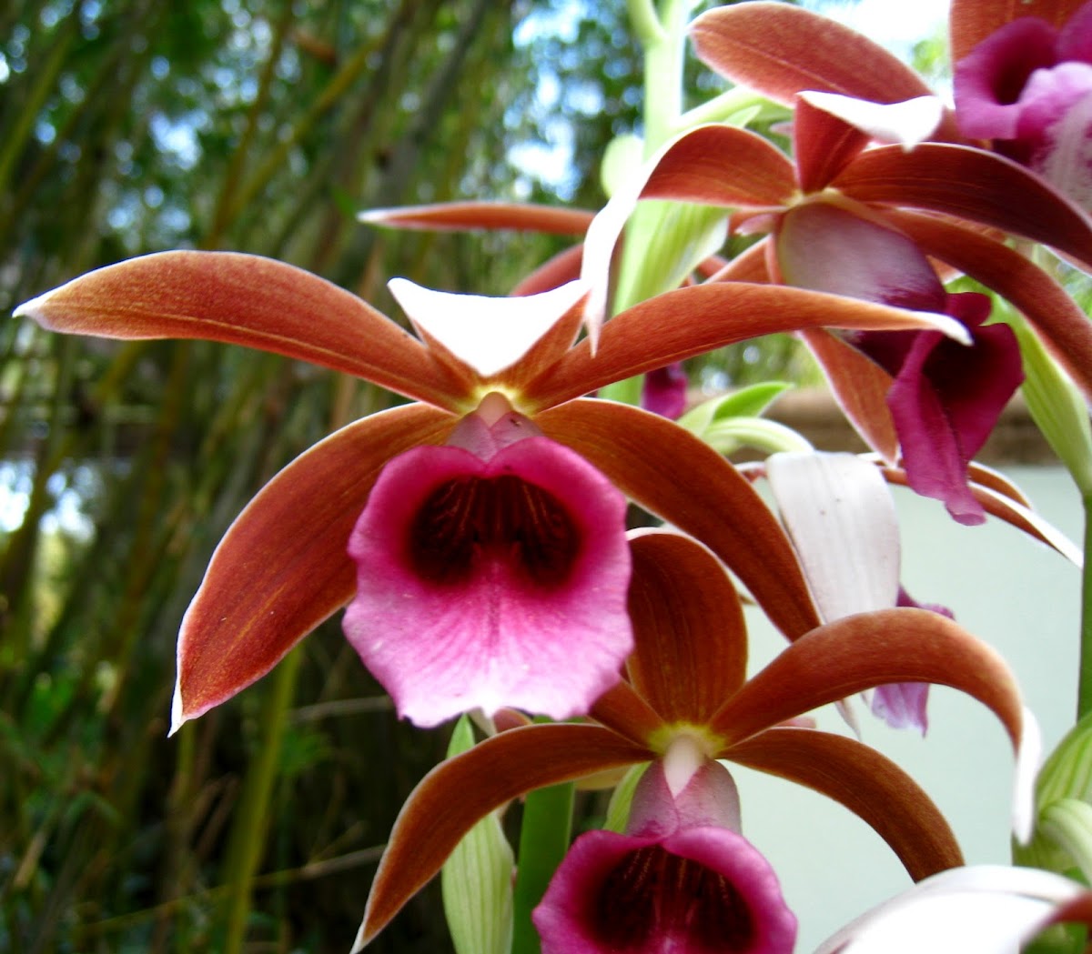nun's-hood orchid
