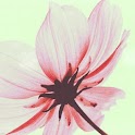 COSMOS Pic i6i6 logo