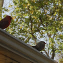 Northern Cardinal