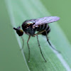 long leg iridescent fly