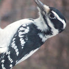 Hairy Woodpecker (Female)
