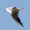 Black-headed Gull; Gaviota Reidora