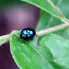 Steelblue Ladybird