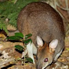 Red Legged Pademelon