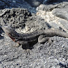 Galapagos lava lizard