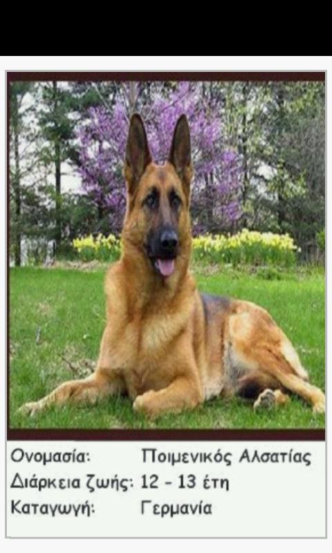 Ράτσες Σκύλων - Dog Breeds - screenshot