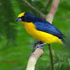 Thick billed Euphonia (male)