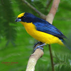 Thick billed Euphonia (male)
