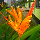 orange heliconia