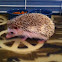 Domesticated hedgehog