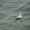 Black-Headed Gull
