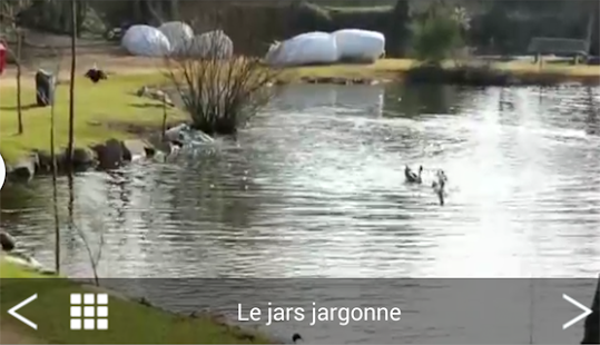 download Animaux domestiques free