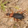 False bombardier beetle