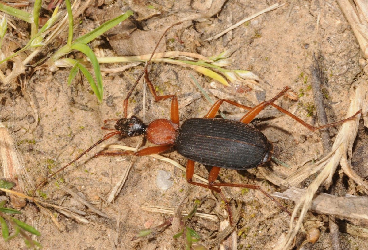 False bombardier beetle