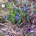 Early Blue Violet, Meadow Violet