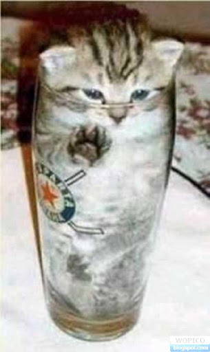 Cat in The Glass
