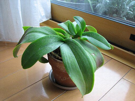 胡蝶蘭の株分け 植え替え作業内容報告 後編 てきとう園芸日記 楽天ブログ