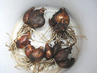 70以上 スノーフレーク 球根 保存 308515-スノーフレーク 球根 保存