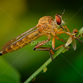 breakfast by Rhonny Dayusasono - Animals Insects & Spiders