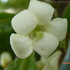 Native Daphne, Australian Cheesewood, Victorian Box or Mock Orange