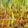 Spring mosses