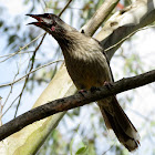 Red Wattle Bird
