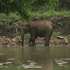 Asiatic Elephants