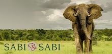 Sabi Sabi APK