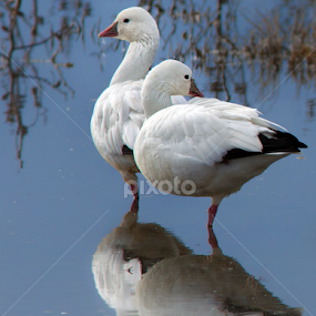 Ross's Geese by Floyd Hopper - Animals Birds