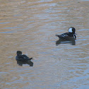 Hooded Merganser