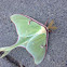 Luna moth