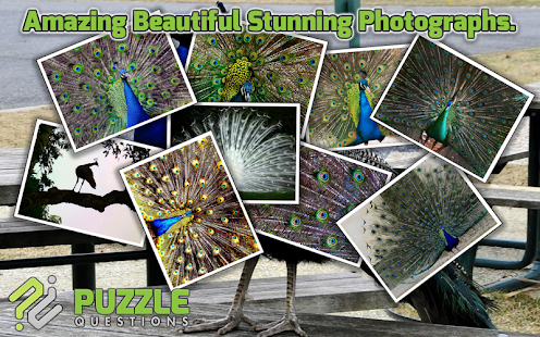Lastest Peacock Puzzle Games APK for PC