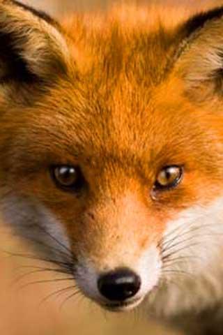 免費下載生活APP|How To Draw Fox Animal app開箱文|APP開箱王