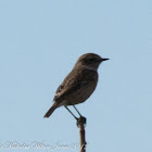 Stonechat; Tarabilla Común