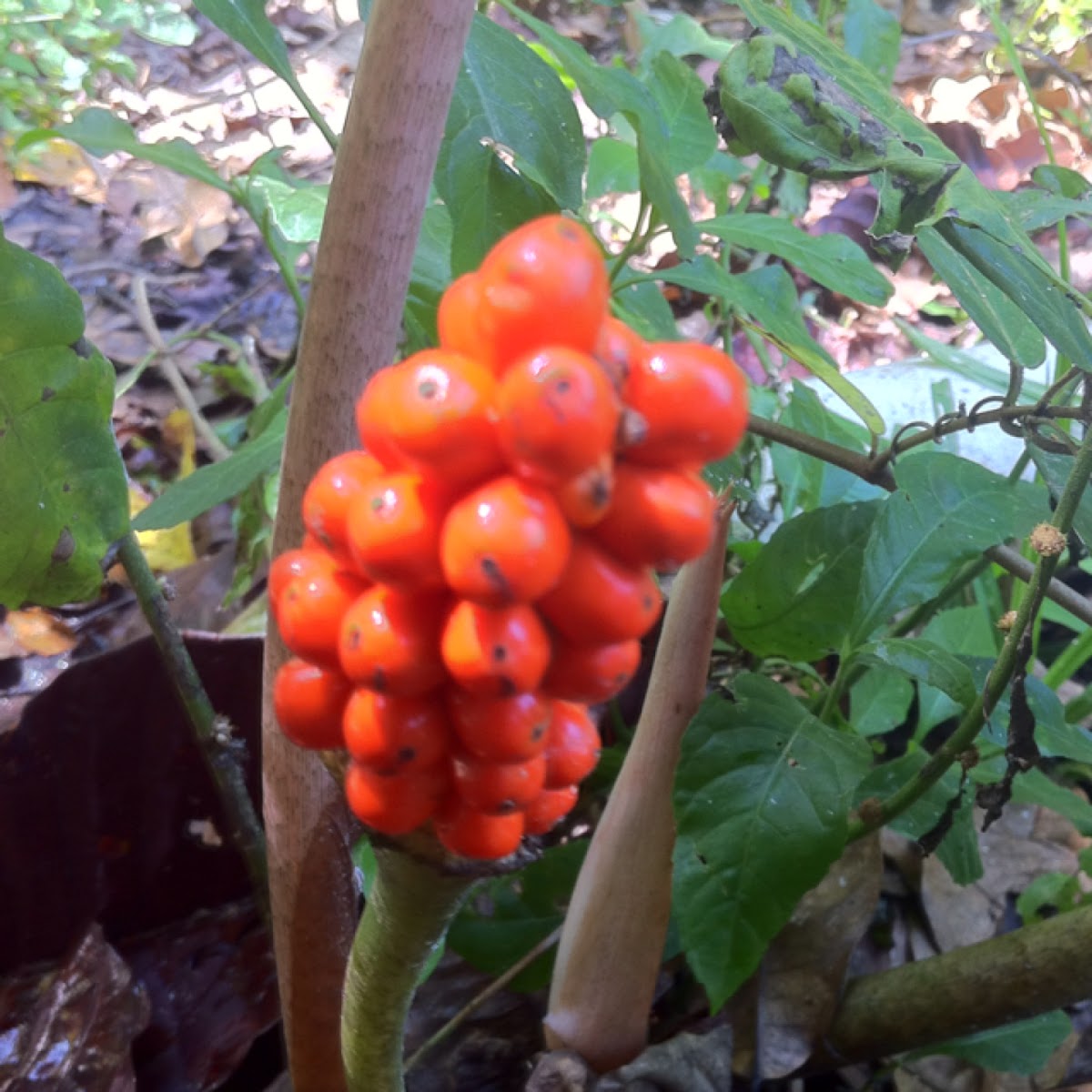 Yam plant seeds