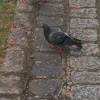 Feral Pigeon (city doves, city pigeons or street pigeons)
