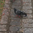 Feral Pigeon (city doves, city pigeons or street pigeons)
