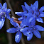 Alpine squill