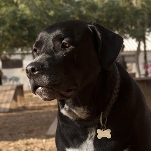Dogs Parks in Tel Aviv.apk 1.4