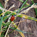 two-spotted ladybug