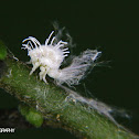 Planthopper nymph